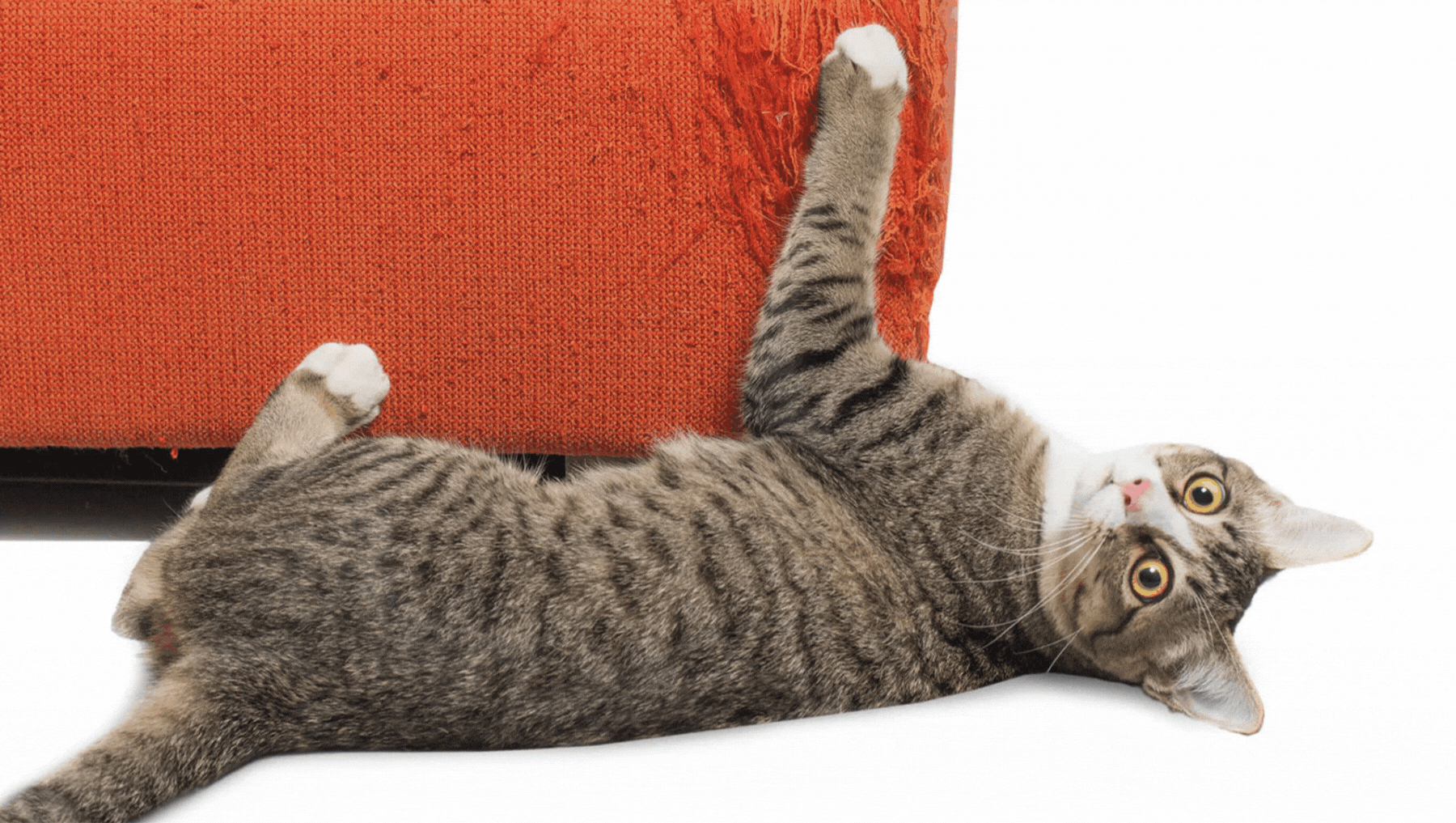 Beautiful cat beds by ambient lounge® New Zealand. Premium quality cat